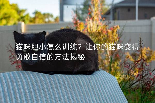 貓咪膽小怎么訓(xùn)練？讓你的貓咪變得勇敢自信的方法揭秘