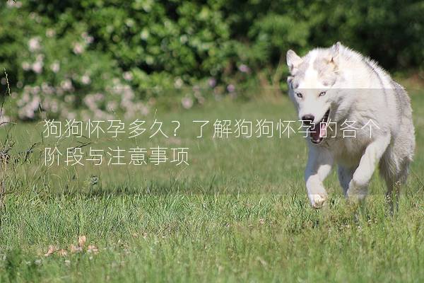狗狗懷孕多久?了解狗狗懷孕的各個階段與注意事項 狗狗懷孕多久?了解狗狗懷孕的各個階段與注意事項