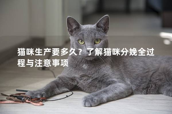 貓咪生產要多久？了解貓咪分娩全過程與注意事項