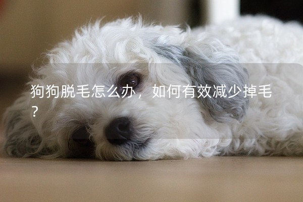 狗狗脫毛怎么辦，如何有效減少掉毛？