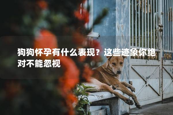 狗狗懷孕有什么表現？這些跡象你絕對不能忽視