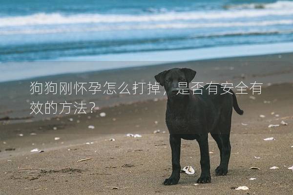 狗狗剛懷孕怎么打掉,是否有安全有效的方法? 狗狗剛懷孕怎么打掉,是否有安全有效的方法?
