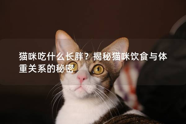 貓咪吃什么長胖？揭秘貓咪飲食與體重關系的秘密