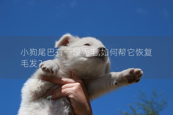 小狗尾巴有一段禿毛,如何幫它恢復毛發？