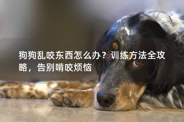 狗狗亂咬東西怎么辦？訓練方法全攻略，告別啃咬煩惱