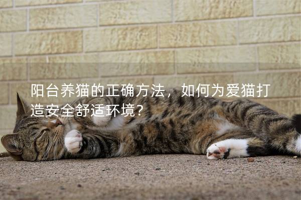 陽臺養(yǎng)貓的正確方法，如何為愛貓打造安全舒適環(huán)境？