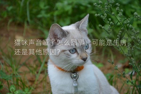 貓咪聲音啞了怎么回事，可能是生病還是其他原因？