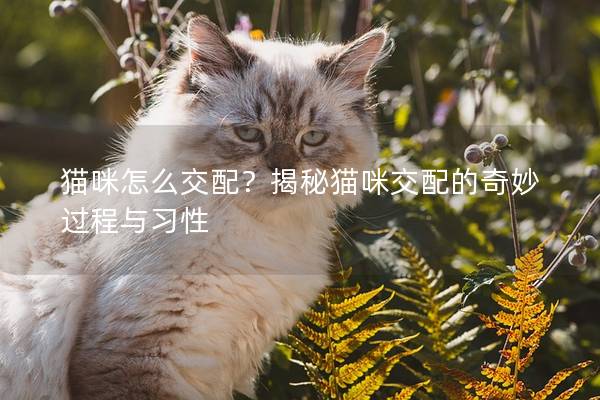 貓咪怎么交配？揭秘貓咪交配的奇妙過程與習性