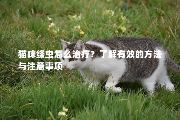 貓咪絳蟲怎么治療？了解有效的方法與注意事項