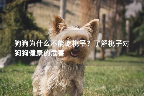 狗狗為什么不能吃桃子？了解桃子對狗狗健康的危害