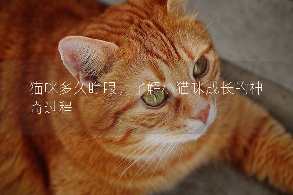 貓咪多久睜眼，了解小貓咪成長的神奇過程