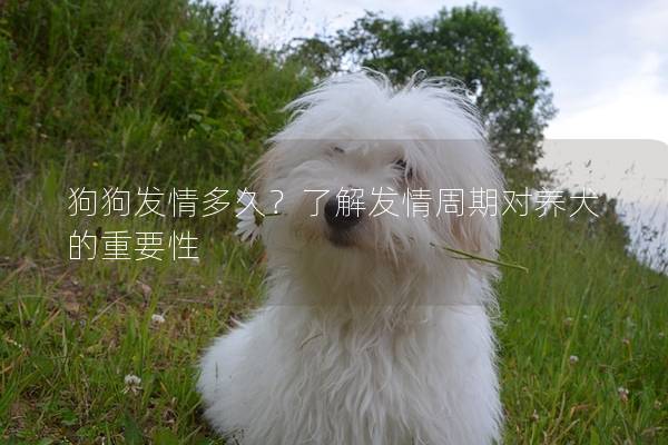 狗狗發情多久？了解發情周期對養犬的重要性