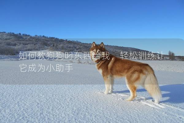 如何教狗狗叼東西給我，輕松訓練讓它成為小助手