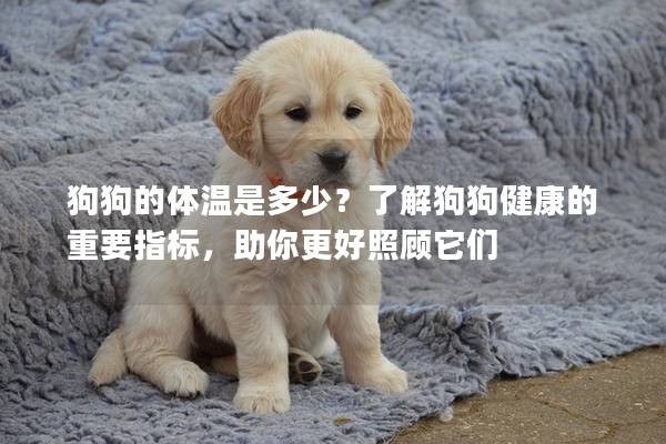 狗狗的體溫是多少？了解狗狗健康的重要指標，助你更好照顧它們