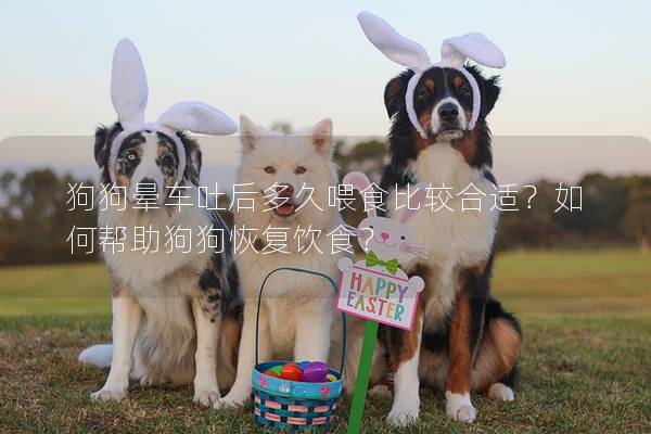 狗狗暈車吐后多久喂食比較合適？如何幫助狗狗恢復飲食？