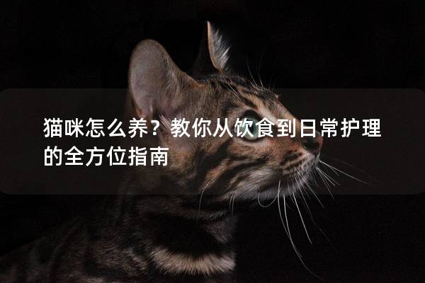 貓咪怎么養(yǎng)？教你從飲食到日常護(hù)理的全方位指南