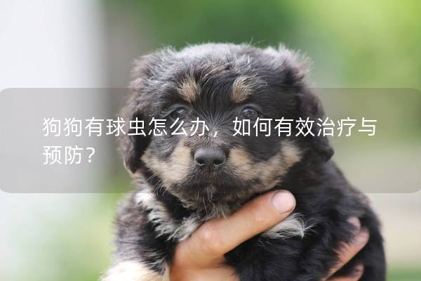 狗狗有球蟲怎么辦，如何有效治療與預(yù)防？