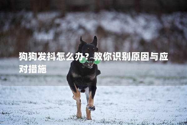 狗狗發抖怎么辦？教你識別原因與應對措施