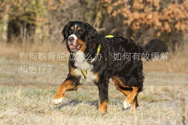 狗狗髕骨脫位怎么辦，如何有效緩解和治療？