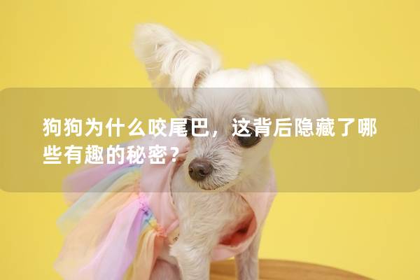 狗狗為什么咬尾巴，這背后隱藏了哪些有趣的秘密？