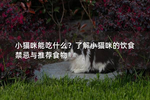小貓咪能吃什么？了解小貓咪的飲食禁忌與推薦食物