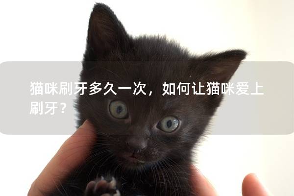 貓咪刷牙多久一次，如何讓貓咪愛上刷牙？