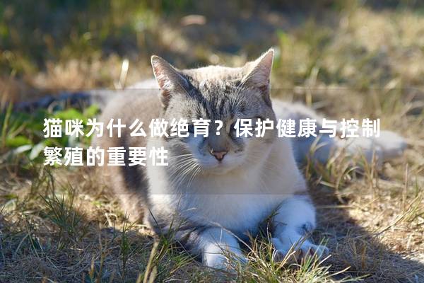 貓咪為什么做絕育？保護健康與控制繁殖的重要性