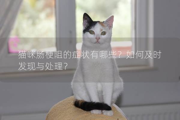 貓咪腸梗阻的癥狀有哪些？如何及時(shí)發(fā)現(xiàn)與處理？