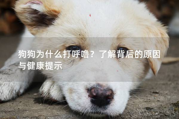 狗狗為什么打呼嚕？了解背后的原因與健康提示