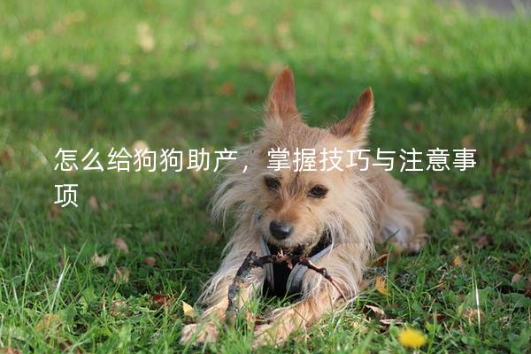 怎么給狗狗助產(chǎn)，掌握技巧與注意事項(xiàng)