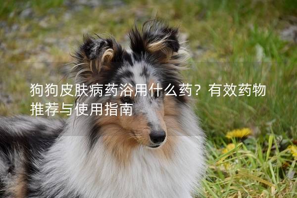狗狗皮膚病藥浴用什么藥？有效藥物推薦與使用指南