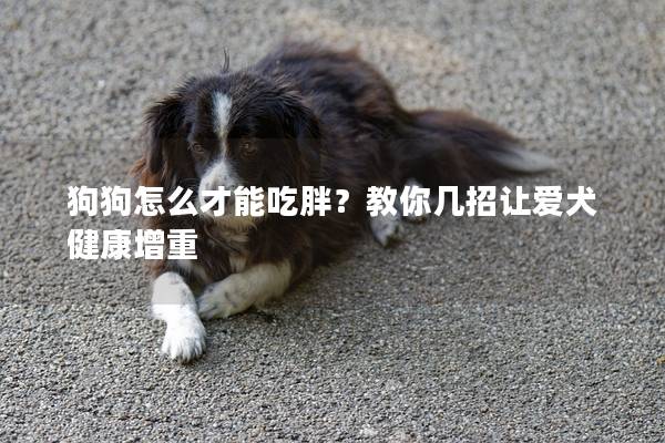 狗狗怎么才能吃胖？教你幾招讓愛犬健康增重