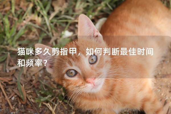 貓咪多久剪指甲，如何判斷最佳時間和頻率？