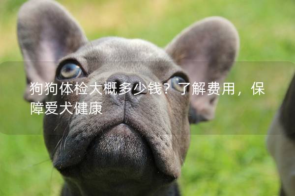 狗狗體檢大概多少錢？了解費用，保障愛犬健康