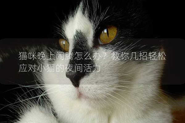 貓咪晚上鬧騰怎么辦？教你幾招輕松應對小貓的夜間活力