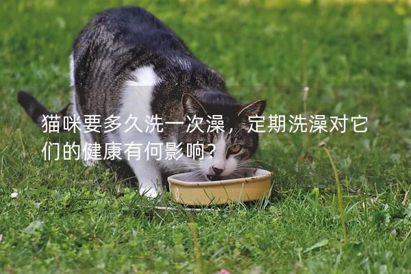 貓咪要多久洗一次澡，定期洗澡對它們的健康有何影響？