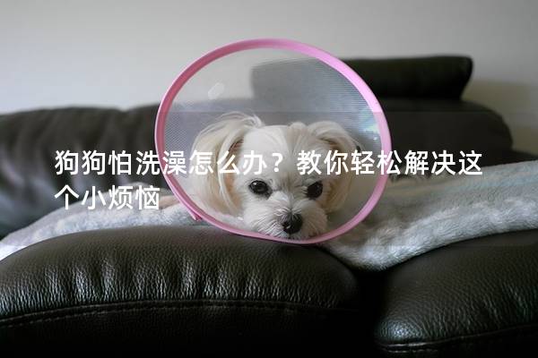 狗狗怕洗澡怎么辦？教你輕松解決這個小煩惱