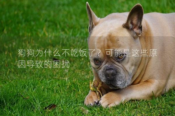 狗狗為什么不吃飯了？可能是這些原因?qū)е碌睦_