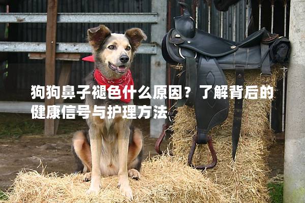狗狗鼻子褪色什么原因？了解背后的健康信號(hào)與護(hù)理方法