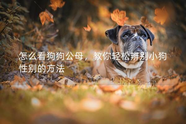 怎么看狗狗公母，教你輕松辨別小狗性別的方法
