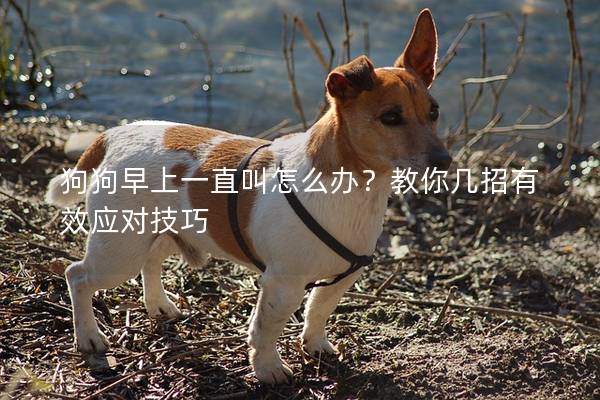 狗狗早上一直叫怎么辦？教你幾招有效應對技巧