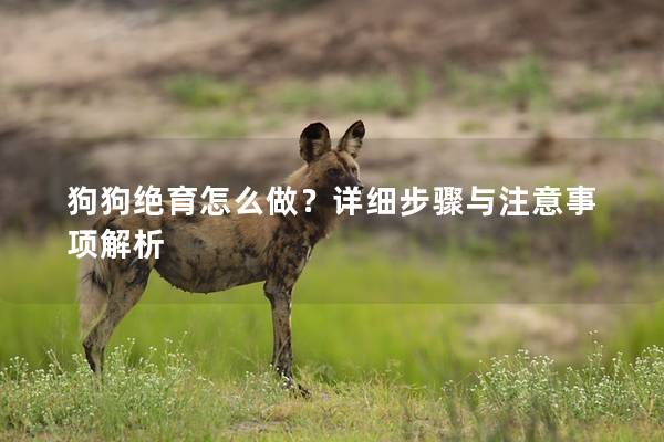 狗狗絕育怎么做?詳細步驟與注意事項解析 狗狗絕育怎么做?詳細步驟與注意事項解析