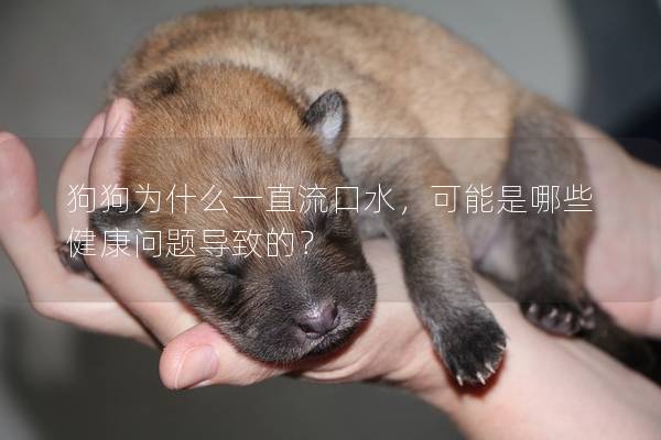 狗狗為什么一直流口水，可能是哪些健康問題導致的？