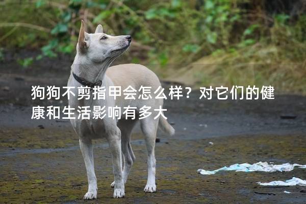 狗狗不剪指甲會怎么樣？對它們的健康和生活影響有多大