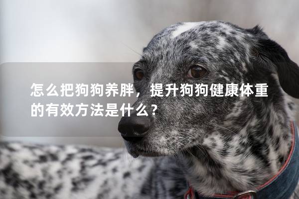 怎么把狗狗養胖，提升狗狗健康體重的有效方法是什么？