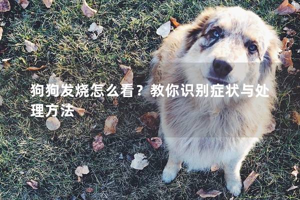 狗狗發(fā)燒怎么看？教你識別癥狀與處理方法