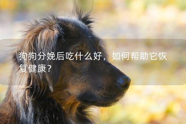 狗狗分娩后吃什么好，如何幫助它恢復(fù)健康？