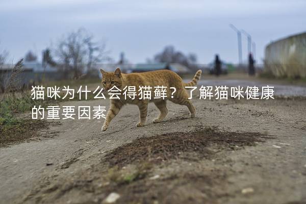 貓咪為什么會得貓蘚？了解貓咪健康的重要因素