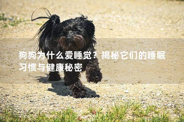 狗狗為什么愛睡覺？揭秘它們的睡眠習(xí)慣與健康秘密