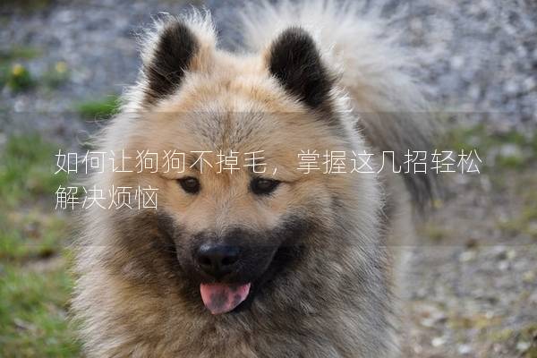 如何讓狗狗不掉毛，掌握這幾招輕松解決煩惱